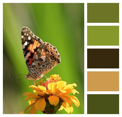 Vanessa Cardui Butterfly Peregrine Butterfly Image